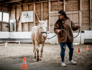 Horses and leadership 