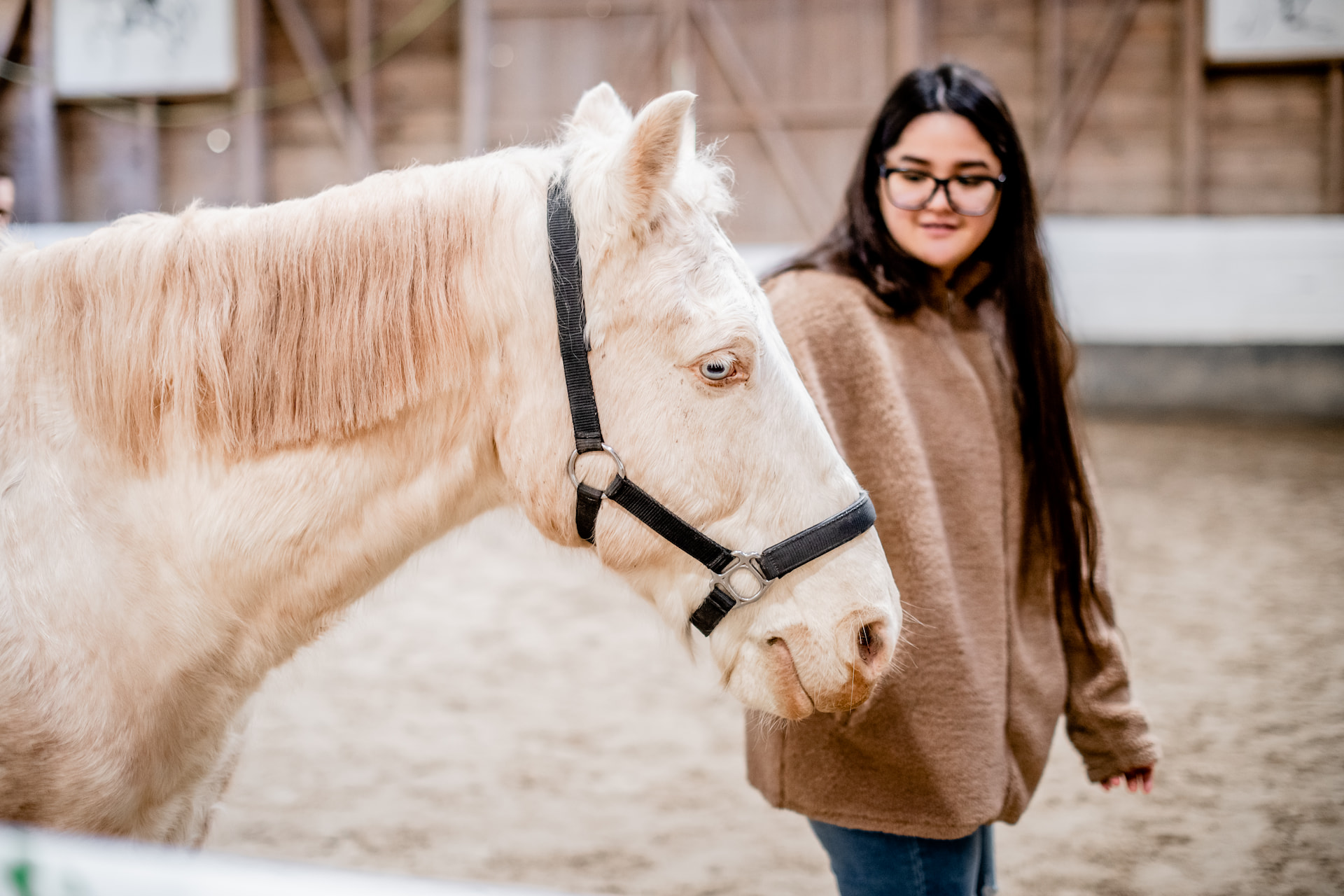 Horse leadership 