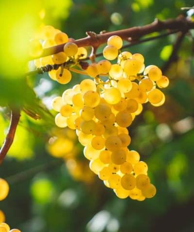 Grapes for wine harvesting 